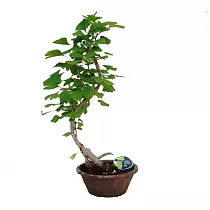 Бонсай гинго Билоба D24 H70