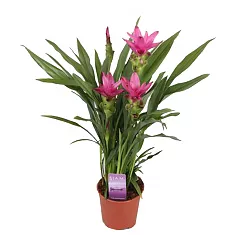 Куркума пурпурная - Curcuma Siam Striking D13 H50