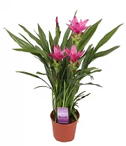 Куркума пурпурная - Curcuma Siam Striking D13 H50
