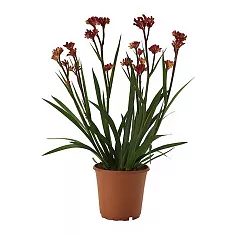 Анигозантос красный - Anigozanthos D15 H40
