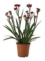 Анигозантос красный - Anigozanthos D15 H40