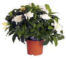 Гардения жасминовидная - Gardenia Jasminoides D17  H35