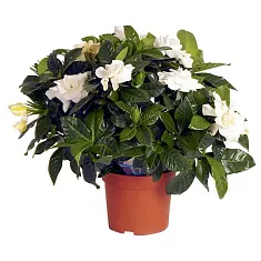 Гардения жасминовидная - Gardenia Jasminoides D17  H35