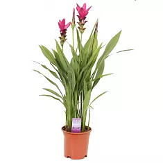 Куркума пурпурная - Curcuma Siam Strikig D13 H50