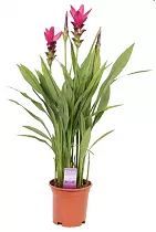 Куркума пурпурная - Curcuma Siam Strikig D13 H50