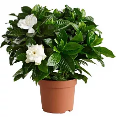 Гардения жасминовидная - Gardenia Jasminoides D22 H45