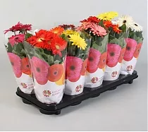 Гербера - Gerbera Colour mix D12 H25