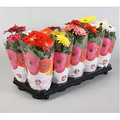 Гербера - Gerbera Colour mix D12 H25