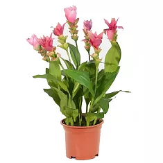 Куркума розова - Curcuma Siam Samba D13 H50