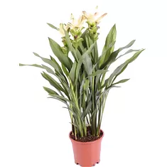 Куркума белая - Curcuma Siam Silver D13 H50