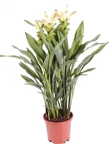 Куркума белая - Curcuma Siam Silver D13 H50