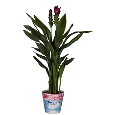 Куркума пурпурная - Curcuma Siam Scarlet D13 H50