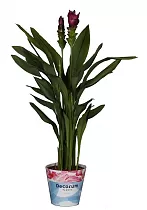 Куркума пурпурная - Curcuma Siam Scarlet D13 H50