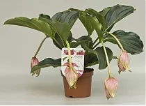 Мединилла великолепная розовая - Medinilla Magnifica D14 H35