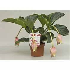 Мединилла великолепная розовая - Medinilla Magnifica D14 H35