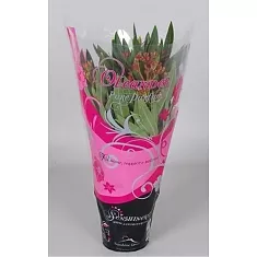 Олеандр Нериум розовая - Nerium Oleander D12 H40