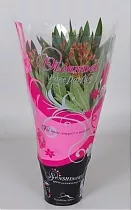 Олеандр Нериум розовая - Nerium Oleander D12 H40