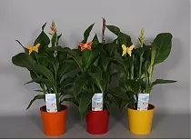 Канна - CannaтTropical Mix D10 H40