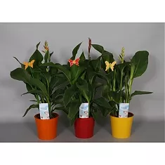 Канна - CannaтTropical Mix D10 H40