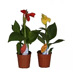 Канна - Canna Island Serie D12 H45