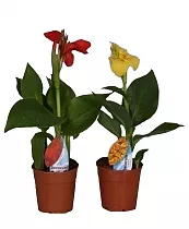 Канна - Canna Island Serie D12 H45