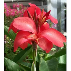 Канна красная - Canna Tropical D15 H55