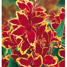 Канна красно-желтая - Canna Tropical D15 H55