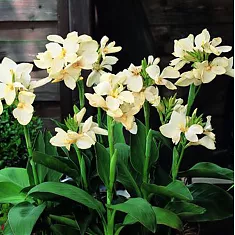 Канна  кремовая- Canna Tropical D15 H55