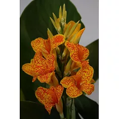 Канна пестрая - Canna Tropical D15 H55