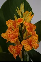 Канна пестрая - Canna Tropical D15 H55