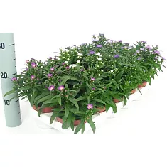 Астра - Aster D12 H20