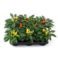 Капсикум - Capsicum D10 H18