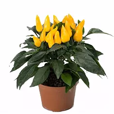 Капсикум Желтый - Capsicum Tango Yellow D10 H20