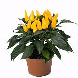 Капсикум Желтый - Capsicum Tango Yellow D10 H20