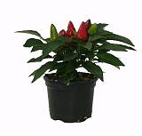 Капсикум красный - Capsicum Tango Red D10 H20