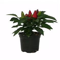 Капсикум красный - Capsicum Tango Red D10 H20