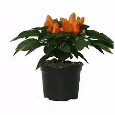 Капсикум оранжевый - Capsicum Tango Light D10 H20