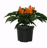 Капсикум оранжевый - Capsicum Tango Light D10 H20