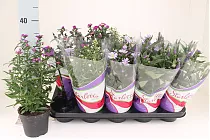 Астра - Aster D14 H40