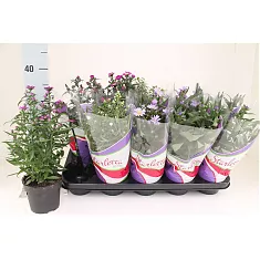 Астра - Aster D14 H40