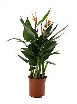 Геликония Олимпик Флейм красная - Heliconia Olympic Flame D15 H50