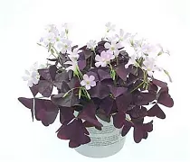 Оксалис (Кислица) пурпурный - Oxalis Triangularis Mijke D12 H25