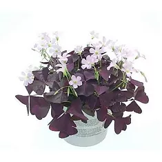 Оксалис (Кислица) пурпурный - Oxalis Triangularis Mijke D12 H25