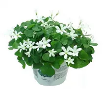Оксалис (Кислица) белый - Oxalis Triangularis Subsp Papilionacea D12 H25