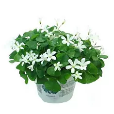 Оксалис (Кислица) белый - Oxalis Triangularis Subsp Papilionacea D12 H25
