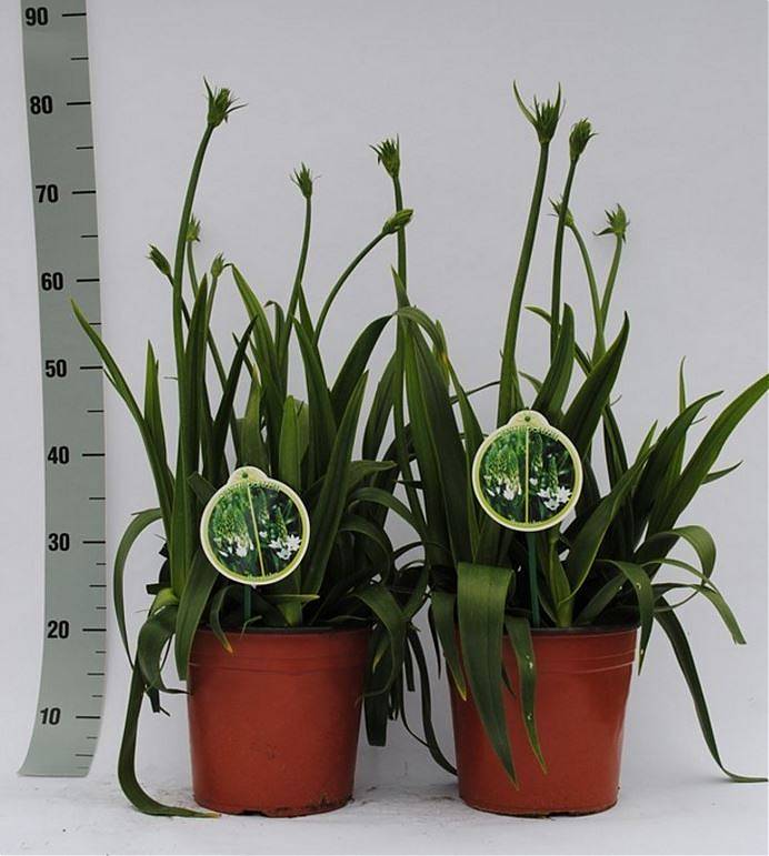 Орнитогалум белый - Ornithogalum Thyrsoides D22 H70
