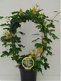Пассифлора оранжевая - Passiflora aurantia D12 H50