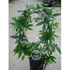 Пассифлора пестрая - Passiflora caerulea D12 H50