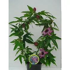 Пассифлора пурпурная - Passiflora Victoria D12 H50