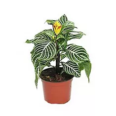 Афеландра желтая - Aphelandra Squarrosa Dania D12 H30